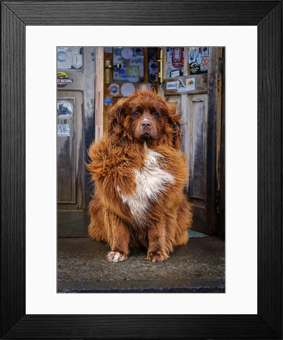 Framed Print : Patagonian mountain dog outside cafeteria near Torres del Paine National Park, Chile, South America Framed Print : Patagonian mountain dog outside cafeteria near Torres del Paine National Park, Chile, South America