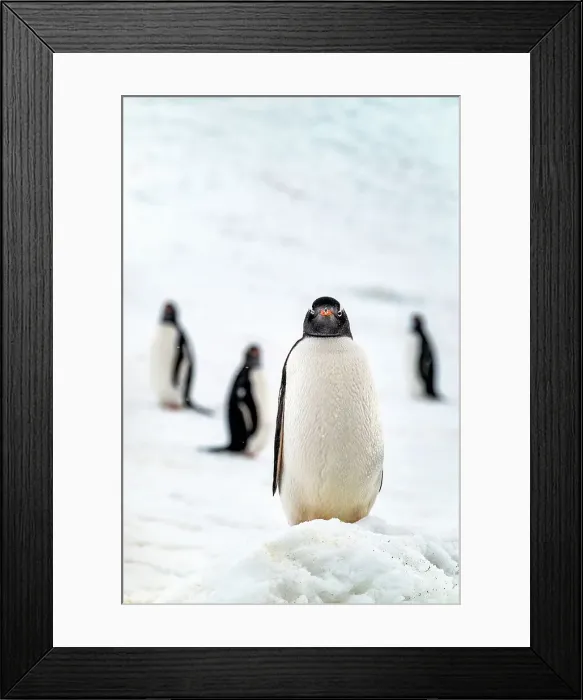 Framed Print : Gentoo penguin on snow covered glacier, Antarctica, Polar Regions Framed Print : Gentoo penguin on snow covered glacier, Antarctica, Polar Regions