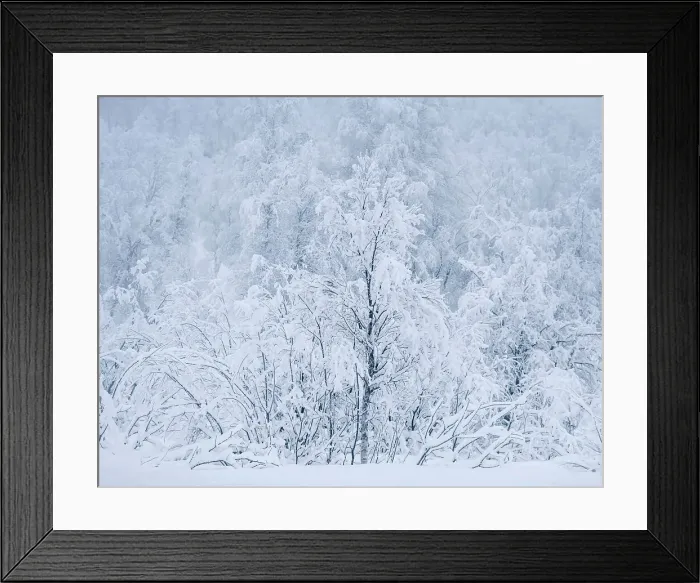 Framed Print : Beautiful Snow Covered Trees in winter, near Sorli, Island of Senja, Troms og Finnmark county, Norway, Scandinavia, Europe Framed Print : Beautiful Snow Covered Trees in winter, near Sorli, Island of Senja, Troms og Finnmark county, Norway, Scandinavia, Europe