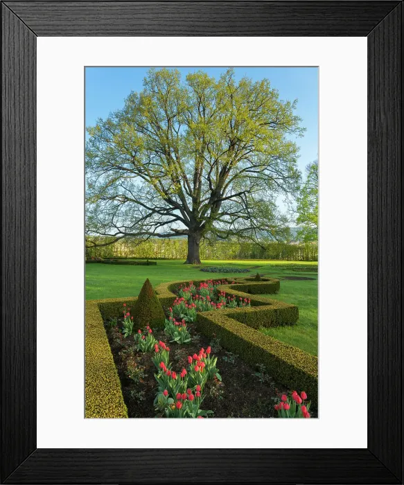 Framed Print : Tree and tulips in the Castle Garden (Zamecky park), Cesky Krumlov, Czech Republic (Czechia), Europe Framed Print : Tree and tulips in the Castle Garden (Zamecky park), Cesky Krumlov, Czech Republic (Czechia), Europe