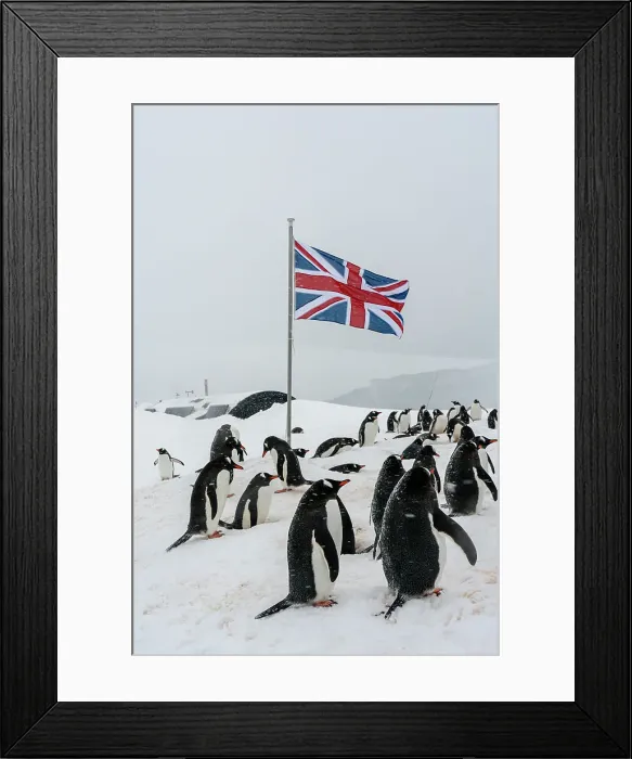 Framed Print : Gentoo penguins (Pygoscelis papua), Port Lockroy British Antarctic Base, Wiencke Island, Antarctica, Polar Regions Framed Print : Gentoo penguins (Pygoscelis papua), Port Lockroy British Antarctic Base, Wiencke Island, Antarctica, Polar Regions