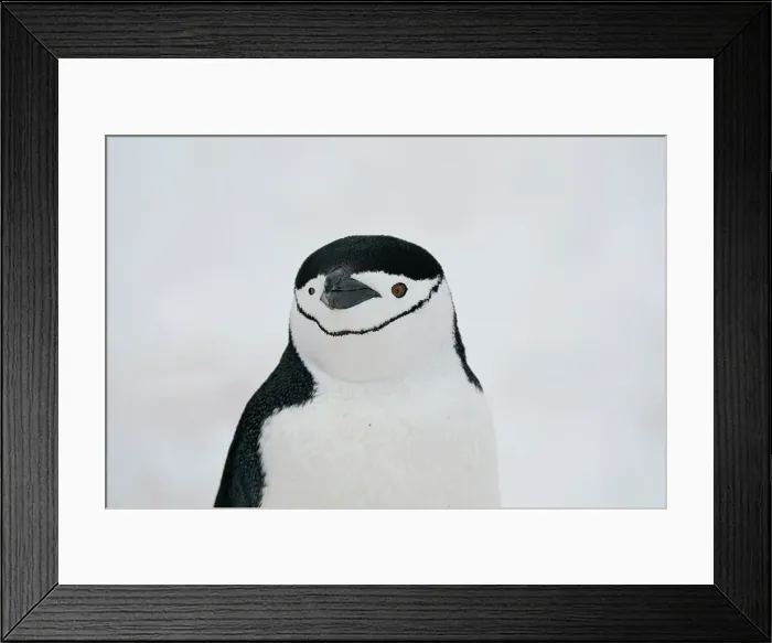 Framed Print : Close-up of Chinstrap penguin (Pygoscelis antarcticus), Half Moon Island, Antarctica, Polar Regions Framed Print : Close-up of Chinstrap penguin (Pygoscelis antarcticus), Half Moon Island, Antarctica, Polar Regions