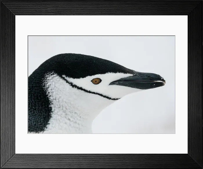 Framed Print : Close-up of head of Chinstrap penguin (Pygoscelis antarcticus), Half Moon Island, Antarctica, Polar Regions Framed Print : Close-up of head of Chinstrap penguin (Pygoscelis antarcticus), Half Moon Island, Antarctica, Polar Regions