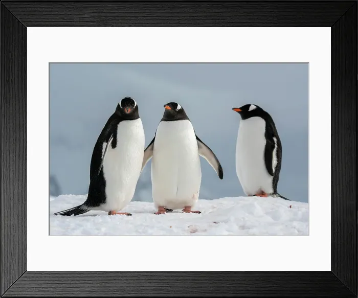 Framed Print : Gentoo penguins (Pygoscelis papua), Petermann Island, Antarctica, Polar Regions Framed Print : Gentoo penguins (Pygoscelis papua), Petermann Island, Antarctica, Polar Regions