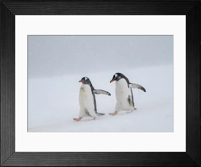 Framed Print : Gentoo penguins (Pygoscelis papua), Mikkelsen, Trinity Island, Antarctica, Polar Regions Framed Print : Gentoo penguins (Pygoscelis papua), Mikkelsen, Trinity Island, Antarctica, Polar Regions