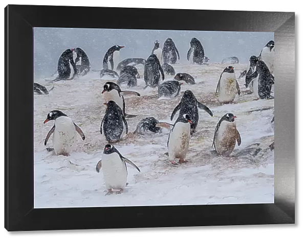 Gentoo penguins colony (Pygoscelis papua), Mikkelsen, Trinity Island, Antarctica, Polar Regions
