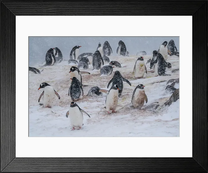 Framed Print : Gentoo penguins colony (Pygoscelis papua), Mikkelsen, Trinity Island, Antarctica, Polar Regions Framed Print : Gentoo penguins colony (Pygoscelis papua), Mikkelsen, Trinity Island, Antarctica, Polar Regions