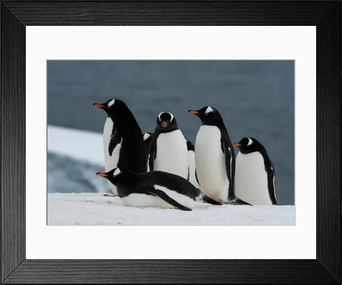 Framed Print : Gentoo penguins (Pygoscelis papua), Damoy Point, Wiencke Island, Antarctica, Polar Regions Framed Print : Gentoo penguins (Pygoscelis papua), Damoy Point, Wiencke Island, Antarctica, Polar Regions