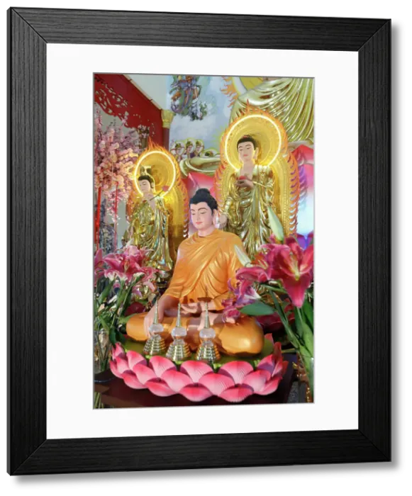 Framed Print : Main altar, Phu Son Tu Buddhist temple, Shakyamuni Buddha statue, Tan Chau, Vietnam, Indochina, Southeast Asia, Asia Framed Print : Main altar, Phu Son Tu Buddhist temple, Shakyamuni Buddha statue, Tan Chau, Vietnam, Indochina, Southeast Asia, Asia