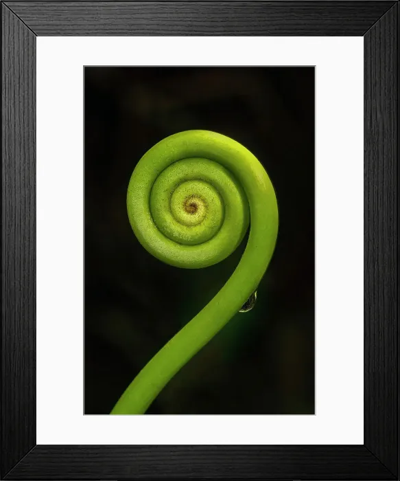 Framed Print : Tightly coiled fern frond (fiddlehead) in the rainforest on Tenorio volcano, Volcan Tenorio National Park, Alajuela, Costa Rica, Central America Framed Print : Tightly coiled fern frond (fiddlehead) in the rainforest on Tenorio volcano, Volcan Tenorio National Park, Alajuela, Costa Rica, Central America