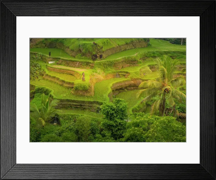 Framed Print : View of Tegallalang Rice Terrace, UNESCO World Heritage Site, Tegallalang, Kabupaten Gianyar, Bali, Indonesia, South East Asia, Asia Framed Print : View of Tegallalang Rice Terrace, UNESCO World Heritage Site, Tegallalang, Kabupaten Gianyar, Bali, Indonesia, South East Asia, Asia