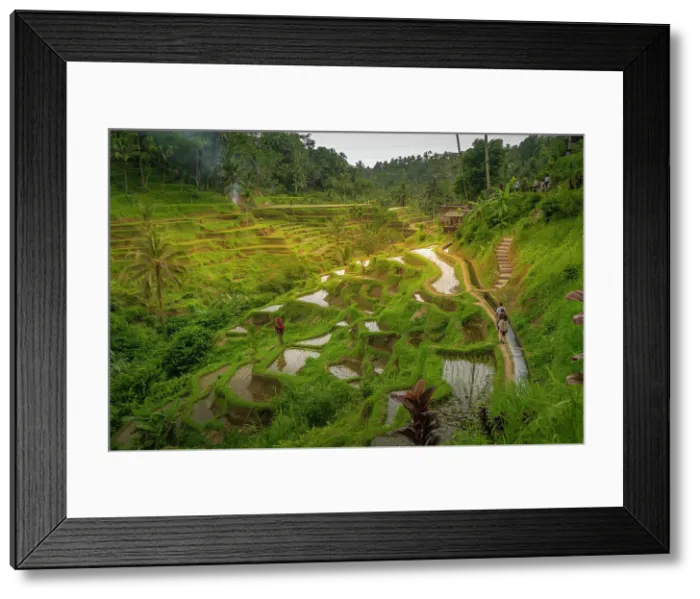 Framed Print : View of Tegallalang Rice Terrace, UNESCO World Heritage Site, Tegallalang, Kabupaten Gianyar, Bali, Indonesia, South East Asia, Asia Framed Print : View of Tegallalang Rice Terrace, UNESCO World Heritage Site, Tegallalang, Kabupaten Gianyar, Bali, Indonesia, South East Asia, Asia
