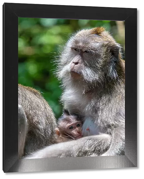 Long tailed Macaque monkeys in Sacred Monkey Forest Sanctuary, Ubud, Kecamatan Ubud, Kabupaten Gianyar, Bali, Indonesia, South East Asia, Asia