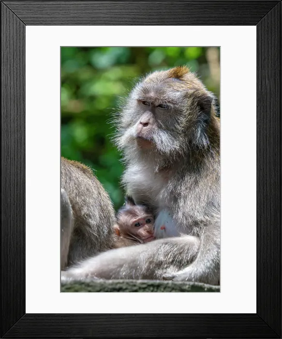 Framed Print : Long tailed Macaque monkeys in Sacred Monkey Forest Sanctuary, Ubud, Kecamatan Ubud, Kabupaten Gianyar, Bali, Indonesia, South East Asia, Asia Framed Print : Long tailed Macaque monkeys in Sacred Monkey Forest Sanctuary, Ubud, Kecamatan Ubud, Kabupaten Gianyar, Bali, Indonesia, South East Asia, Asia