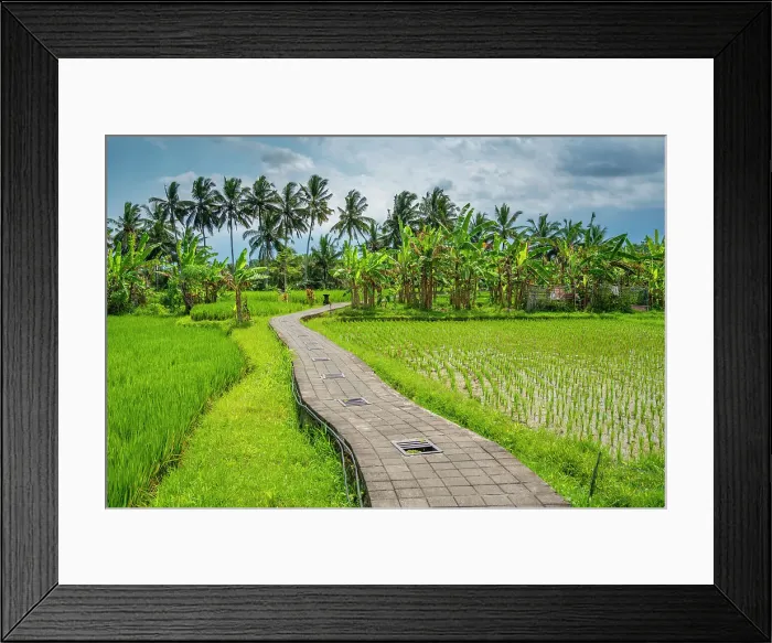 Framed Print : View of rice fields near Ubud, Ubud, Kabupaten Gianyar, Bali, Indonesia, South East Asia, Asia Framed Print : View of rice fields near Ubud, Ubud, Kabupaten Gianyar, Bali, Indonesia, South East Asia, Asia