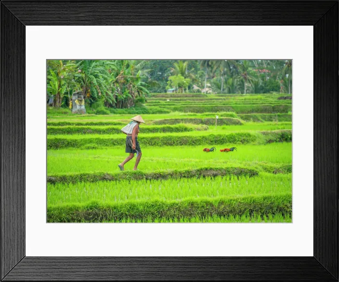 Framed Print : View of worker in rice fields near Ubud, Ubud, Kabupaten Gianyar, Bali, Indonesia, South East Asia, Asia Framed Print : View of worker in rice fields near Ubud, Ubud, Kabupaten Gianyar, Bali, Indonesia, South East Asia, Asia