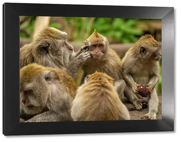 Long tailed Macaque monkeys on roadside, Kabupaten Buleleng, Gobleg, Bali, Indonesia, South East Asia, Asia