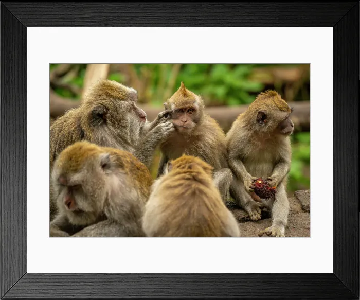 Framed Print : Long tailed Macaque monkeys on roadside, Kabupaten Buleleng, Gobleg, Bali, Indonesia, South East Asia, Asia Framed Print : Long tailed Macaque monkeys on roadside, Kabupaten Buleleng, Gobleg, Bali, Indonesia, South East Asia, Asia