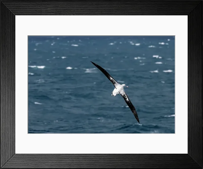 Framed Print : Wandering Albatross on the Southern Ocean near Drake's Passage close to the Antarctic Peninsula, Antarctica, Polar Regions Framed Print : Wandering Albatross on the Southern Ocean near Drake's Passage close to the Antarctic Peninsula, Antarctica, Polar Regions