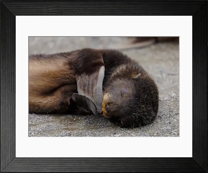 Framed Print : Southern Fur Seal pup on South Georgia Island, Polar Regions