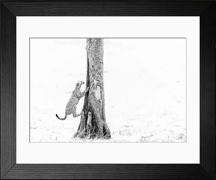 Framed Print : Cheetah cub (Acinonyx jubatus) at play, Masai Mara, Kenya, East Africa, Africa Framed Print : Cheetah cub (Acinonyx jubatus) at play, Masai Mara, Kenya, East Africa, Africa