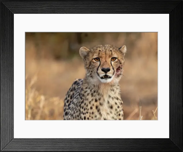 Framed Print : Cheetah cub (Acinonyx jubatus). Zimanga private game reserve, KwaZulu-Natal, South Africa, Africa Framed Print : Cheetah cub (Acinonyx jubatus). Zimanga private game reserve, KwaZulu-Natal, South Africa, Africa