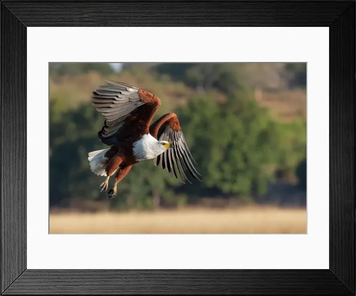 Framed Print : African fish eagle (Haliaeetus vocifer), Chobe National Park, Botswana, Africa