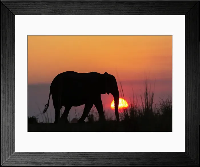 Framed Print : African elephant (Loxodonta africana) at sunset, Chobe National Park, Botswana, Africa Framed Print : African elephant (Loxodonta africana) at sunset, Chobe National Park, Botswana, Africa