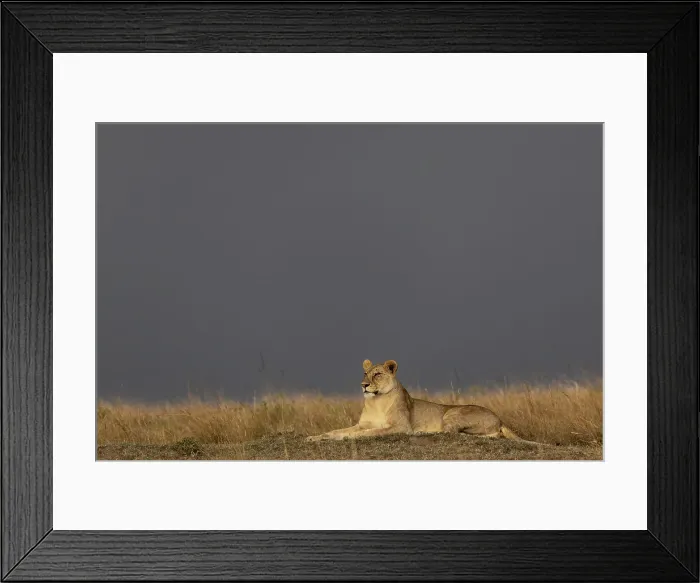 Framed Print : Lioness (Panthera leo), Masai Mara, Kenya, East Africa, Africa Framed Print : Lioness (Panthera leo), Masai Mara, Kenya, East Africa, Africa