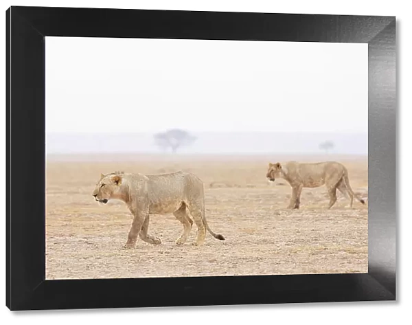Lions (Panthera leo), Amboseli National Park, Kenya, East Africa, Africa