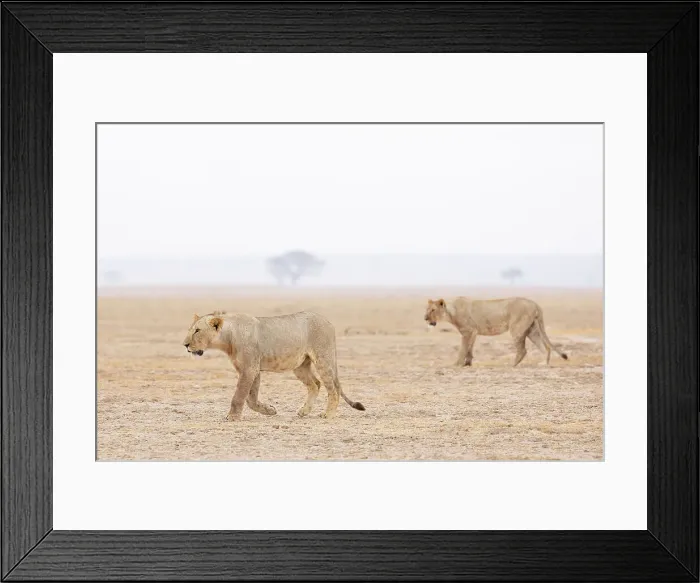 Framed Print : Lions (Panthera leo), Amboseli National Park, Kenya, East Africa, Africa Framed Print : Lions (Panthera leo), Amboseli National Park, Kenya, East Africa, Africa