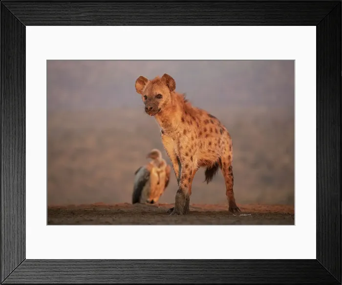Framed Print : Spotted hyena (Crocuta crocuta), Zimanga Game Reserve, KwaZulu-Natal, South Africa, Africa Framed Print : Spotted hyena (Crocuta crocuta), Zimanga Game Reserve, KwaZulu-Natal, South Africa, Africa