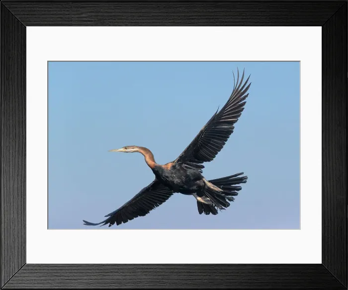 Framed Print : African darter (Anhinga rufa), Chobe National Park, Botswana, Africa Framed Print : African darter (Anhinga rufa), Chobe National Park, Botswana, Africa