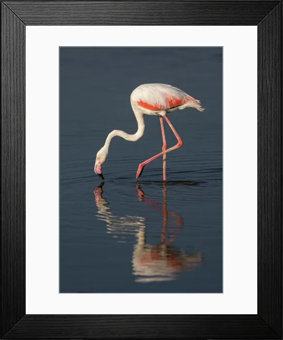Framed Print : Greater flamingo (Phoeniconaias roseus), Amboseli National Park, Kenya, East Africa, Africa Framed Print : Greater flamingo (Phoeniconaias roseus), Amboseli National Park, Kenya, East Africa, Africa