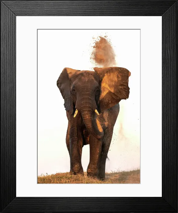 Framed Print : African elephant (Loxodonta africana) dusting, Chobe National Park, Botswana, Africa Framed Print : African elephant (Loxodonta africana) dusting, Chobe National Park, Botswana, Africa