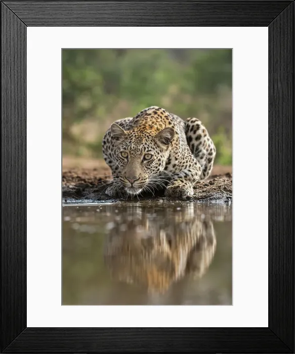Framed Print : Leopard (Panthera pardus) drinking, Zimanga private game reserve, KwaZulu-Natal, South Africa, Africa Framed Print : Leopard (Panthera pardus) drinking, Zimanga private game reserve, KwaZulu-Natal, South Africa, Africa
