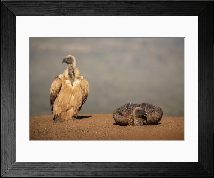 Framed Print : Whitebacked vulture (Gyps africanus) resting, Zimanga Game Reserve, KwaZulu-Natal, South Africa, Africa Framed Print : Whitebacked vulture (Gyps africanus) resting, Zimanga Game Reserve, KwaZulu-Natal, South Africa, Africa