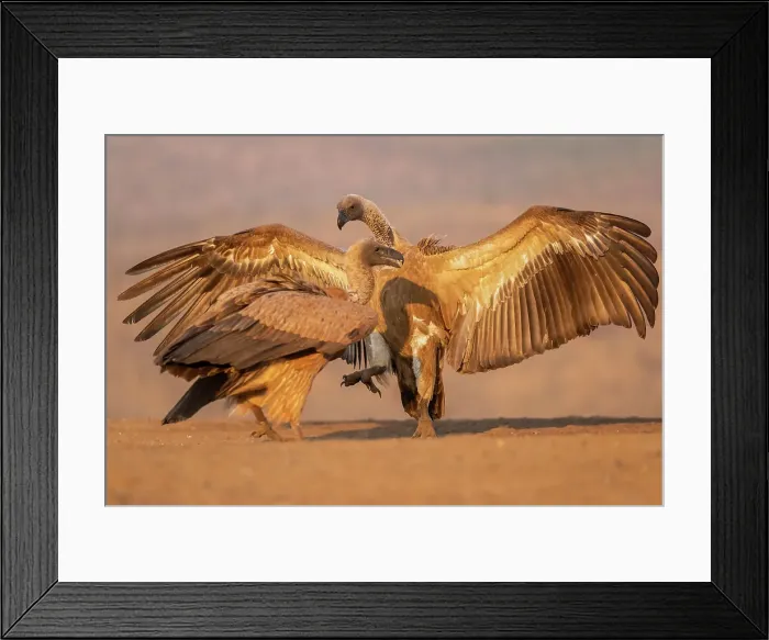 Framed Print : Whitebacked vultures (Gyps africanus) squabbling, Zimanga Game Reserve, KwaZulu-Natal, South Africa, Africa Framed Print : Whitebacked vultures (Gyps africanus) squabbling, Zimanga Game Reserve, KwaZulu-Natal, South Africa, Africa