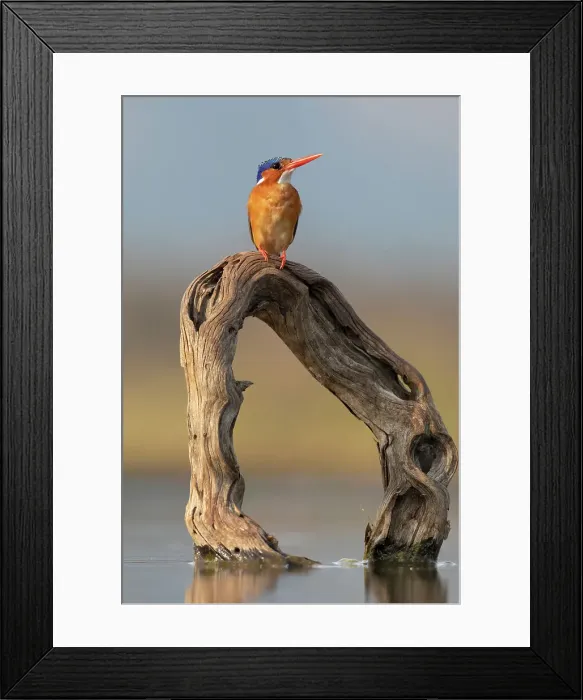 Framed Print : Malachite kingfisher (Corythornis cristatus), Zimanga Game Reserve, KwaZulu-Natal, South Africa, Africa Framed Print : Malachite kingfisher (Corythornis cristatus), Zimanga Game Reserve, KwaZulu-Natal, South Africa, Africa
