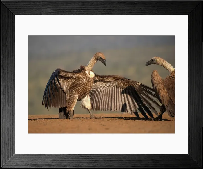 Framed Print : Whitebacked vulture (Gyps africanus) threat display, Zimanga Game Reserve, KwaZulu-Natal, South Africa, Africa Framed Print : Whitebacked vulture (Gyps africanus) threat display, Zimanga Game Reserve, KwaZulu-Natal, South Africa, Africa