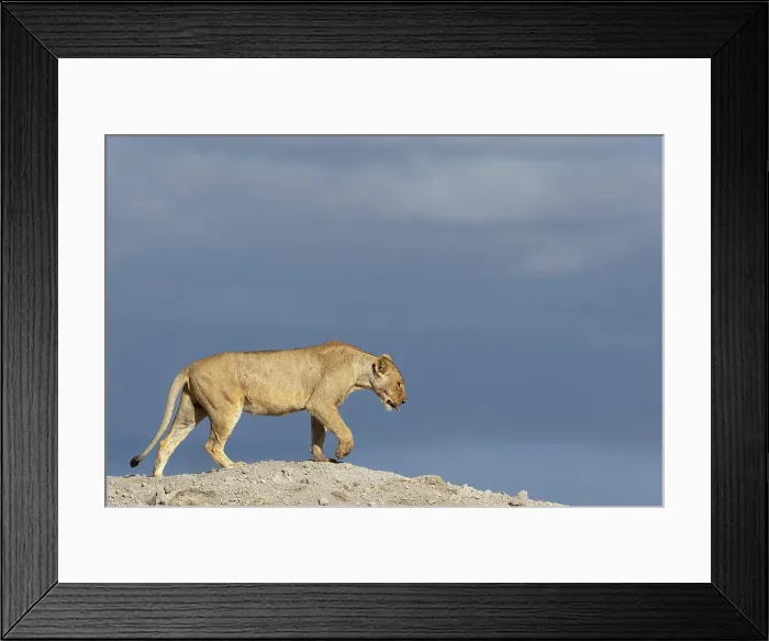 Framed Print : Lioness (Panthera leo), Amboseli national park, Kenya, East Africa Framed Print : Lioness (Panthera leo), Amboseli national park, Kenya, East Africa