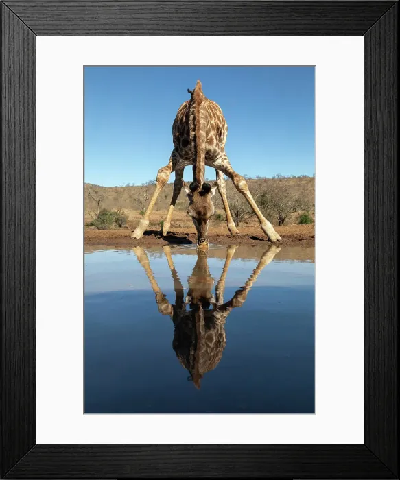 Framed Print : Giraffe (Giraffa camelopardalis) drinking, Zimanga Game Reserve, KwaZulu-Natal, South Africa, Africa