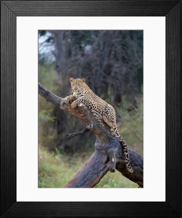 Framed Print : Leopard (Panthera pardus) young male, Zimanga private game reserve, KwaZulu-Natal, South Africa, Africa Framed Print : Leopard (Panthera pardus) young male, Zimanga private game reserve, KwaZulu-Natal, South Africa, Africa