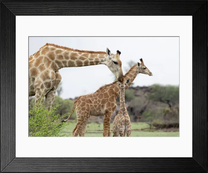 Framed Print : Giraffe (Giraffa camelopardalis) reassuring calf, Mashatu Game Reserve, Botswana, Africa Framed Print : Giraffe (Giraffa camelopardalis) reassuring calf, Mashatu Game Reserve, Botswana, Africa