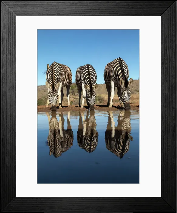 Framed Print : Plains zebra (Equus quagga burchellii) at water, Zimanga Game Reserve, KwaZulu-Natal, South Africa, Africa Framed Print : Plains zebra (Equus quagga burchellii) at water, Zimanga Game Reserve, KwaZulu-Natal, South Africa, Africa