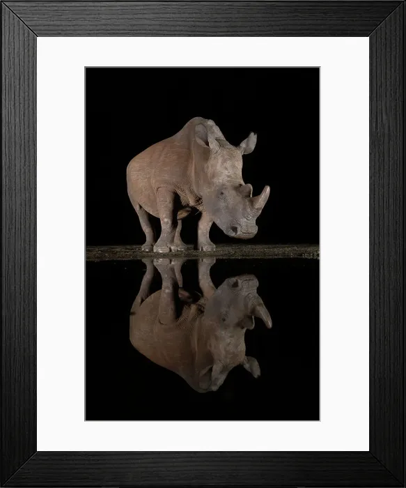 Framed Print : White rhino (Ceratotherium simum) at night, Zimanga Game Reserve, KwaZulu-Natal, South Africa, Africa Framed Print : White rhino (Ceratotherium simum) at night, Zimanga Game Reserve, KwaZulu-Natal, South Africa, Africa