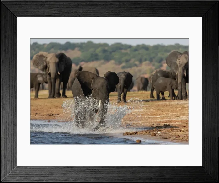 Framed Print : African elephants (Loxodonta africana), Chobe National Park, Botswana, Africa Framed Print : African elephants (Loxodonta africana), Chobe National Park, Botswana, Africa
