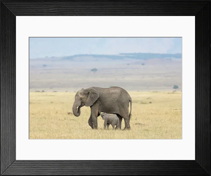 Framed Print : African elephant (Loxodonta africana) calf suckling, Masai Mara, Kenya, East Africa, Africa Framed Print : African elephant (Loxodonta africana) calf suckling, Masai Mara, Kenya, East Africa, Africa