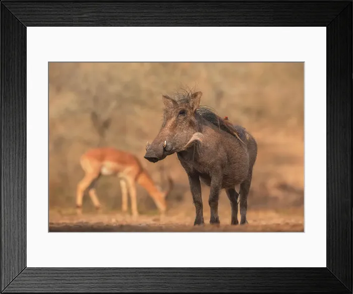 Framed Print : Warthog (Phacochoerus africanus), Zimanga Game Reserve, KwaZulu-Natal, South Africa, Africa Framed Print : Warthog (Phacochoerus africanus), Zimanga Game Reserve, KwaZulu-Natal, South Africa, Africa