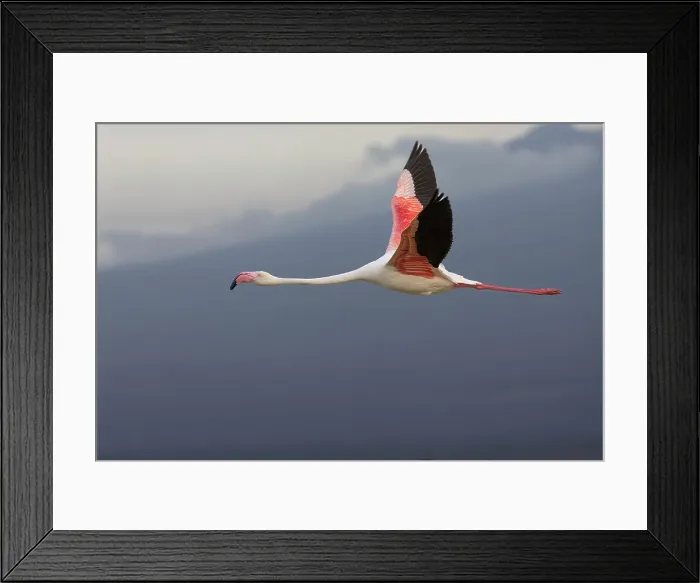 Framed Print : Greater flamingo (Phoeniconaias roseus) in flight, Amboseli National Park, Kenya, East Africa, Africa Framed Print : Greater flamingo (Phoeniconaias roseus) in flight, Amboseli National Park, Kenya, East Africa, Africa